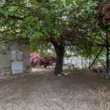 ...gustosi gelsi rossi che pendono da alberi secolari...